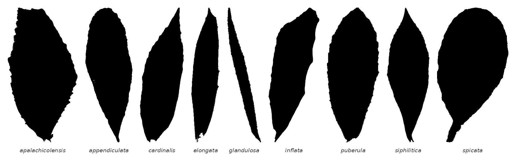 Nine black leaf silhouettes in a row, labelled by species, ranging from a very narrow linear blade for glandulosa to broad ovate blades for apalachicolensis and spicata.