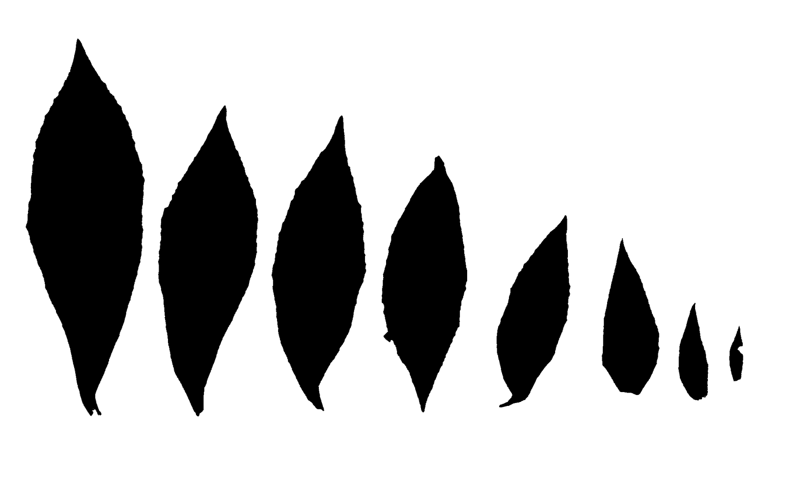 Eight solid black leaf outlines from one Lobelia siphilitica specimen, arranged left to right from largest to smallest, each a smooth lance shape.
