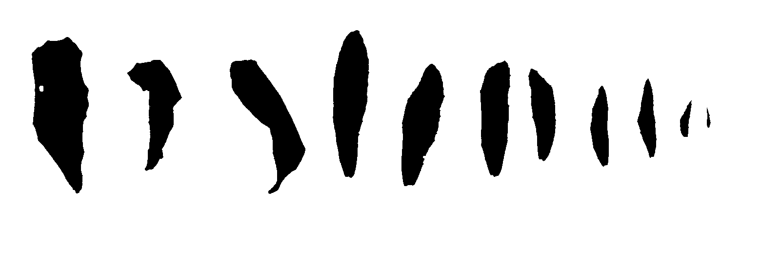 Ten black leaf outlines from one Lobelia spicata specimen; several are visibly torn or truncated and one carries a hole through the middle of the blade.