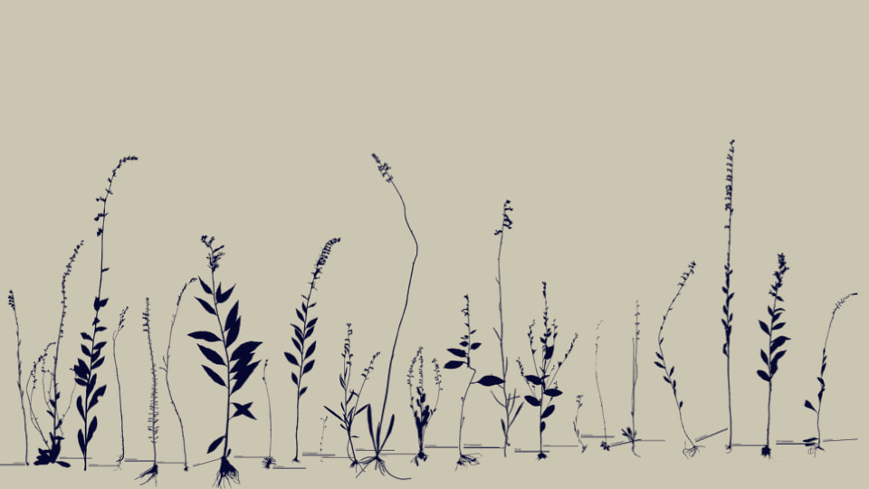 A row of dark plant silhouettes on a pale background, each a whole Lobelia specimen showing a slender flowering stem, scattered leaves and a root mass at the base.