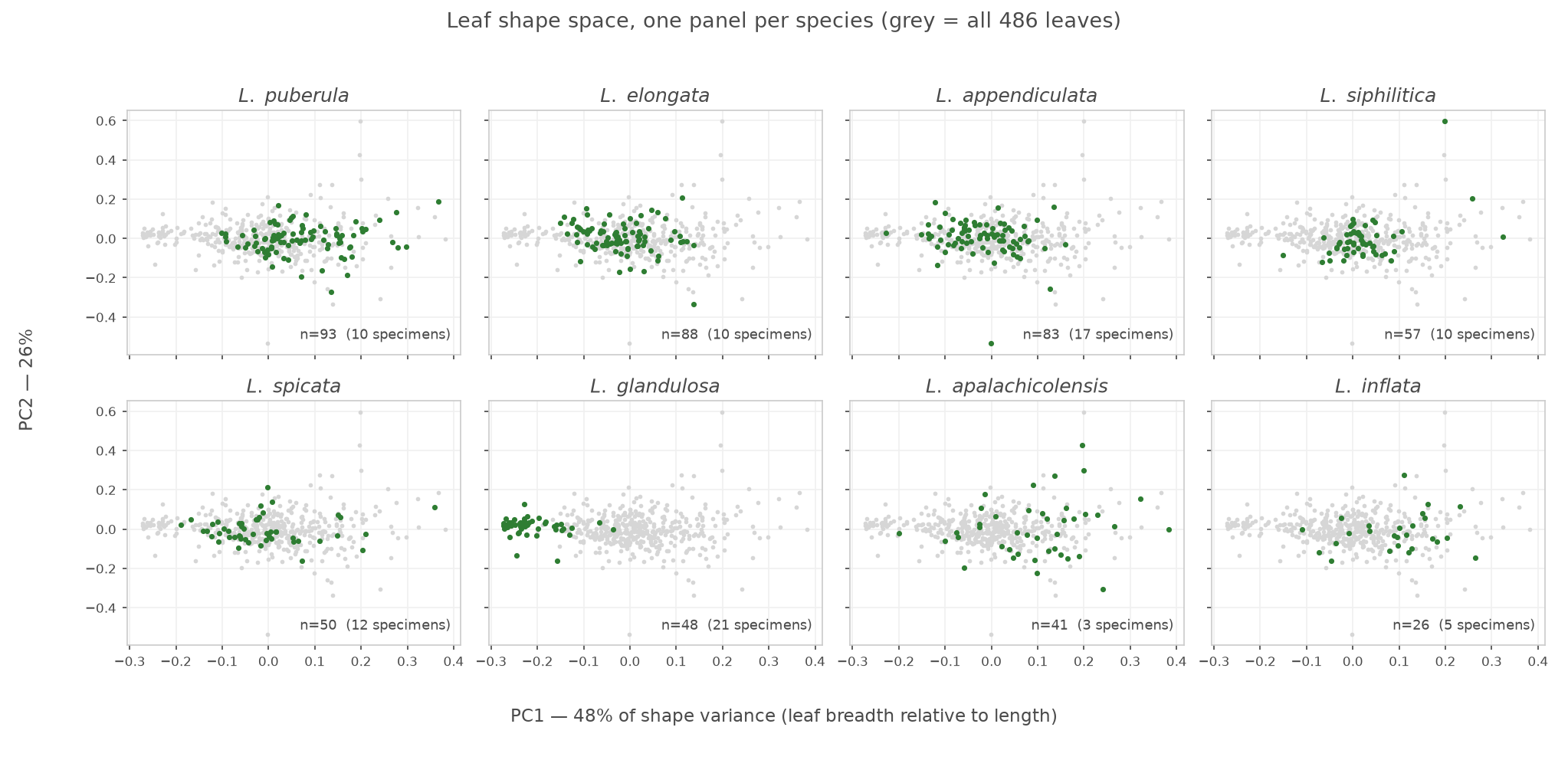 Eight small scatter panels, one per species, each plotting PC1 against PC2 with that species highlighted in green against all 486 leaves in grey. L. glandulosa sits far left; L. apalachicolensis and L. inflata sit right.