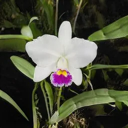 OrchidGAN generated orchid sample